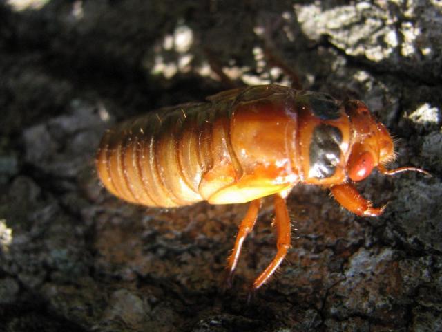 post-3498-0-27078700-1370095710_thumb.jp