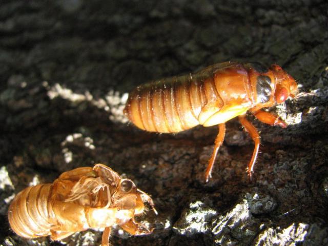 post-3498-0-36891400-1370096249_thumb.jp