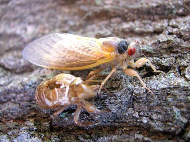 post-3498-0-64174800-1370096292_thumb.jp