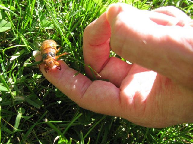 post-3498-0-64942100-1370095617_thumb.jp