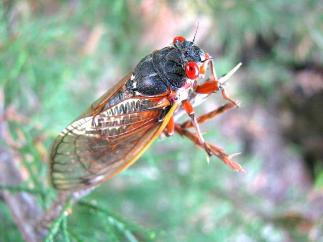 post-3498-0-67021500-1370546457_thumb.jp