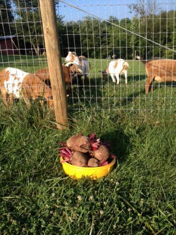 post-2413-0-78280700-1374666573_thumb.jp