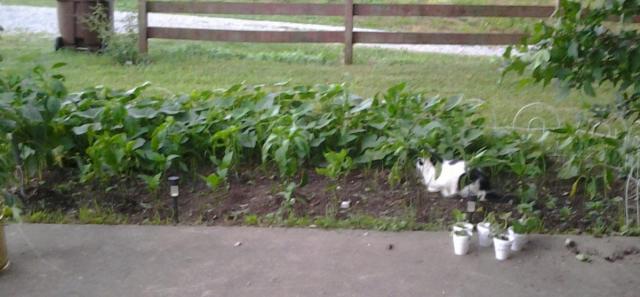 post-12671-0-37440000-1406447133_thumb.j