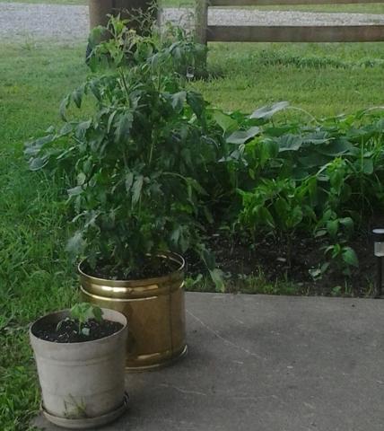 post-12671-0-90364900-1406447221_thumb.j