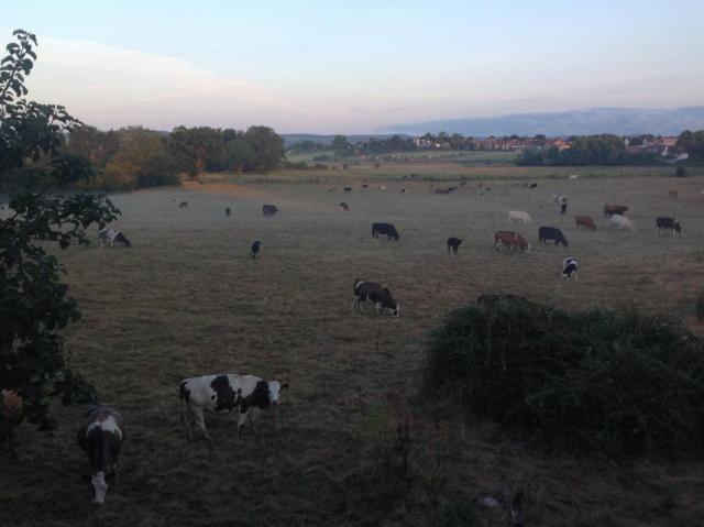 post-2119-0-80090500-1406696450_thumb.jp