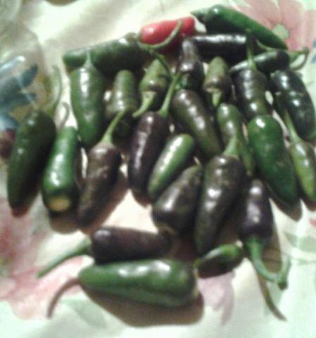 post-12671-0-06336000-1409370119_thumb.j