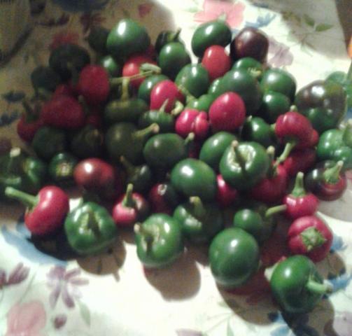 post-12671-0-98603800-1409274078_thumb.j