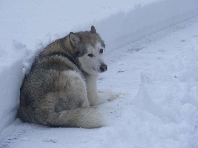 post-3066-0-99067600-1407852538_thumb.jp