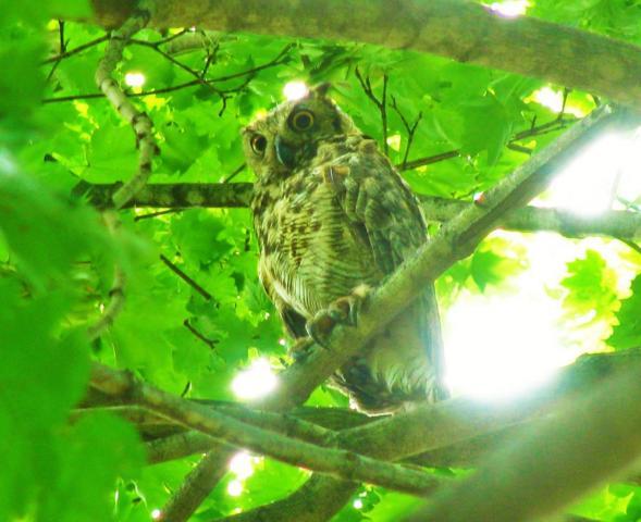 post-3498-0-38104300-1407113676_thumb.jp