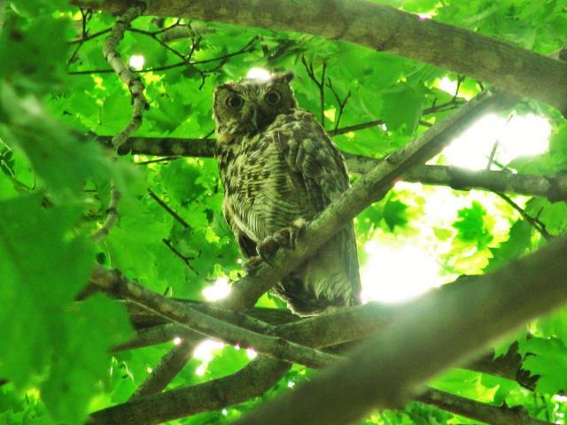 post-3498-0-73256000-1407113660_thumb.jp