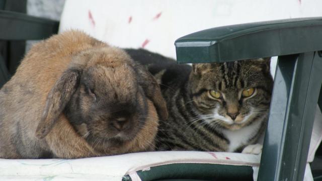 post-2119-0-81366900-1379214129_thumb.jp