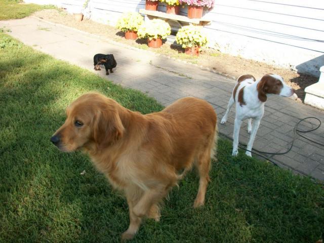 post-2337-0-24202700-1380209315_thumb.jp