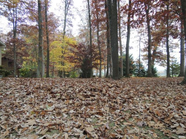 post-2221-0-47067000-1351207787_thumb.jp