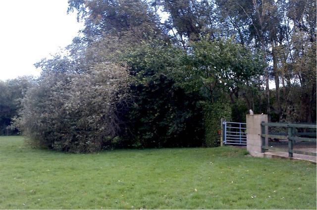 post-4509-0-71971600-1383083194_thumb.jp