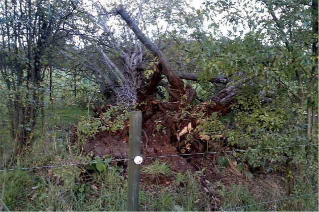 post-4509-0-81769900-1383082609_thumb.jp