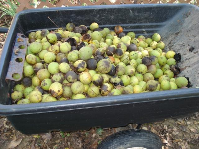 post-5404-0-86223000-1381342349_thumb.jp