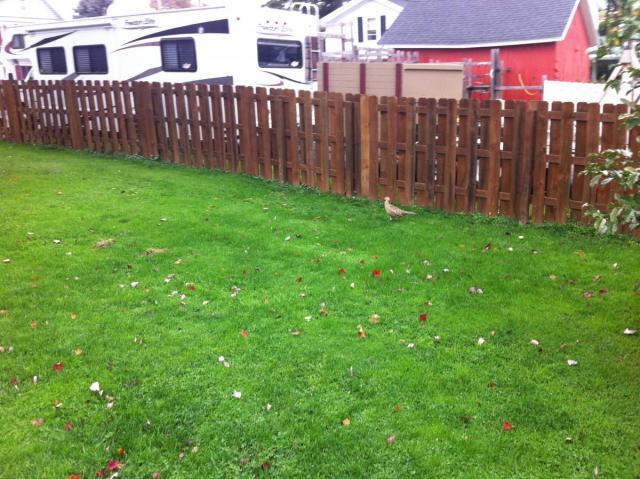 post-2380-0-30578700-1413663611_thumb.jp