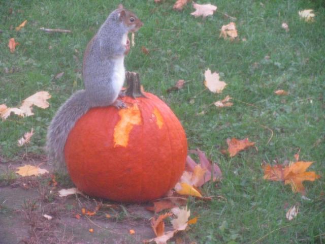 post-3498-0-68633400-1353257306_thumb.jp