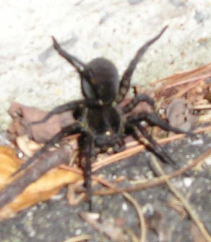 post-1933-0-33943200-1385806477_thumb.jp