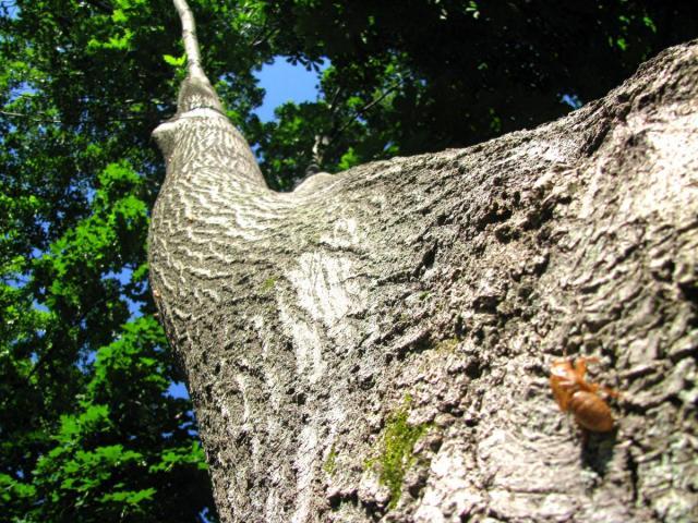 post-3498-0-20291700-1383910043_thumb.jp