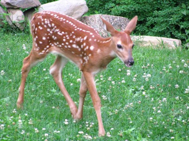 post-3498-0-32106000-1384306177_thumb.jp