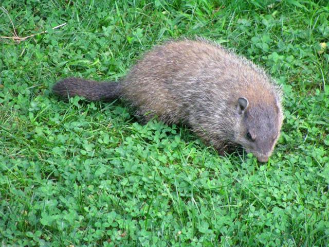 post-3498-0-89977200-1384306258_thumb.jp