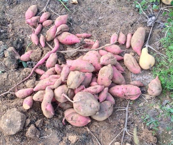 post-2413-0-69949000-1387398618_thumb.jp