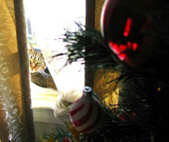 post-3498-0-47918000-1387132580_thumb.jp