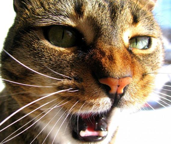 post-3498-0-51209200-1388240085_thumb.jp