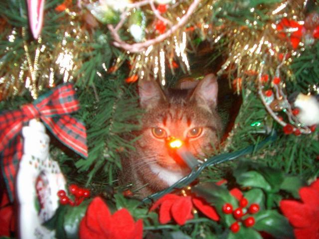 post-3498-0-52083900-1386457596_thumb.jp