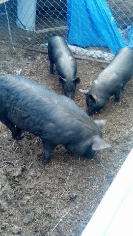 post-8551-0-30794100-1386467004_thumb.jp