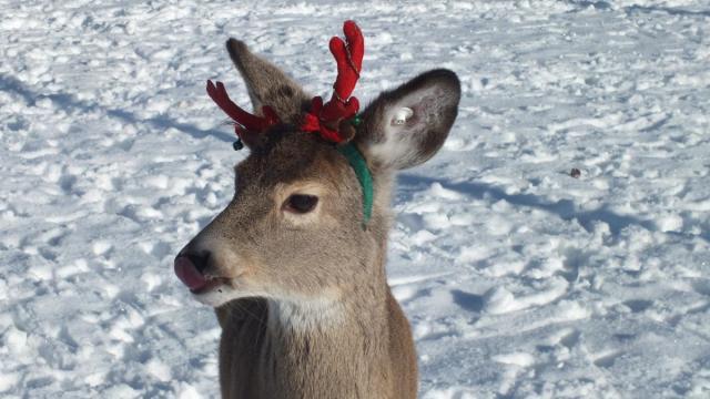 post-14275-0-01285300-1419101053_thumb.j