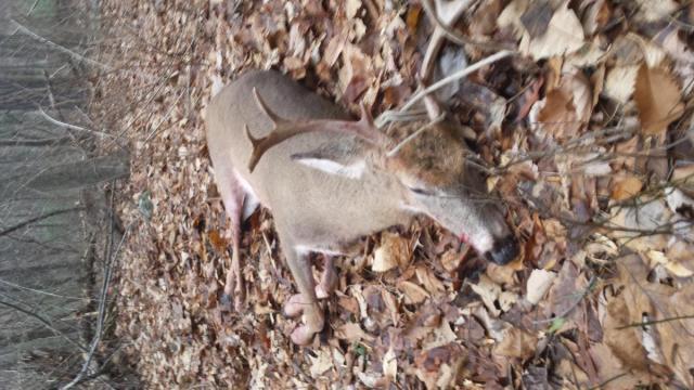 post-1933-0-93277800-1418439254_thumb.jp