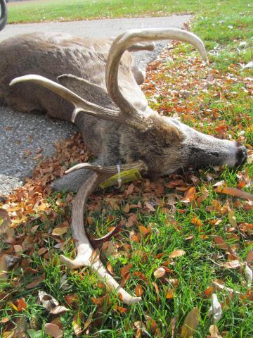 post-7208-0-51719400-1417527571_thumb.jp