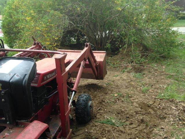 full_bush.thumb.JPG.74fa7433f4db88ba527d