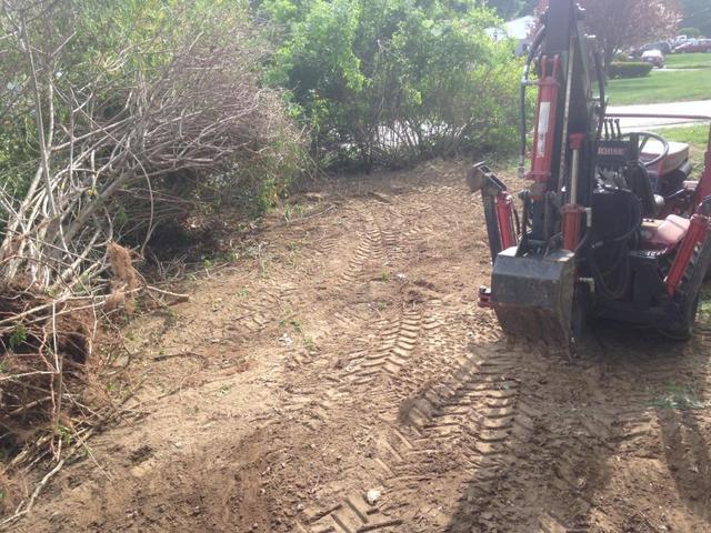 full_bush_filled.thumb.JPG.26fff5618a737