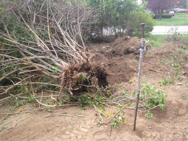 full_bush_out.thumb.JPG.cc3febc70b745691