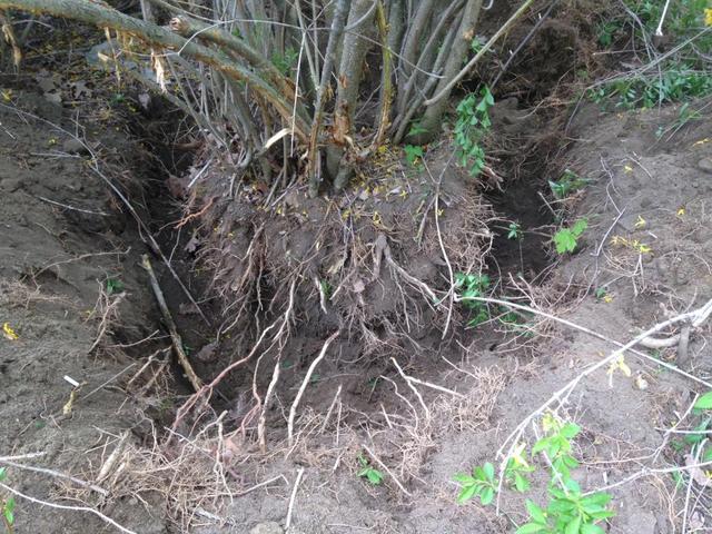 full_bush_trench2.thumb.JPG.1f92538faed0