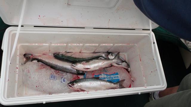 2015_0608Fishing0004.thumb.JPG.7efc7ad1e