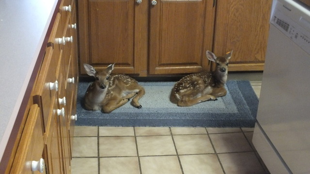 cranes & fawns 007.JPG