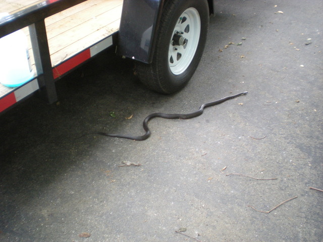 DSCN3177.thumb.JPG.05bb03b829b2e38ef0587