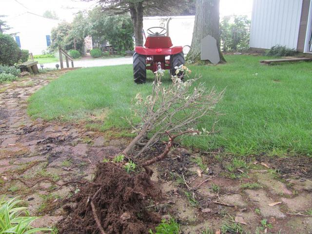 IMG_4308.thumb.JPG.b47678e025f50b03731e4