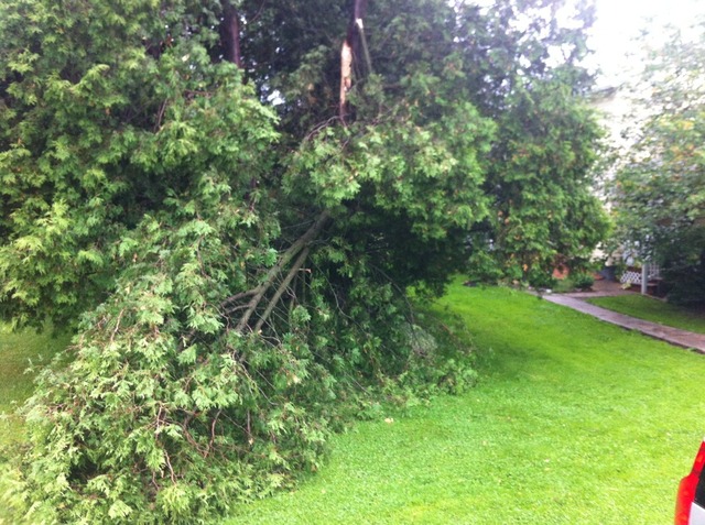 tree_001.thumb.JPG.c7679b59420f5a98bed03