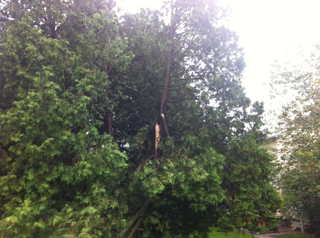 tree_002.thumb.JPG.91d91beba909da06056e7