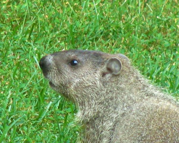 IMG_3935.thumb.JPG.3b704782053055579310f