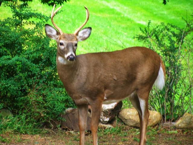 2015-10-03_002_021.thumb.JPG.c80384bdb2c