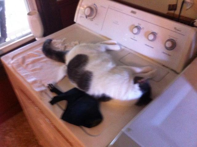 Tobie_001.thumb.JPG.6386f8e3431aa9953325