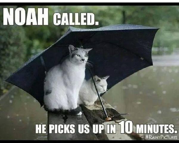 cats_in_the_rain.thumb.jpg.62afceea9290f