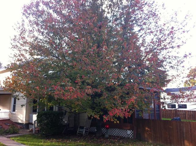 trees_001.thumb.JPG.fee3a6be1390a7458487