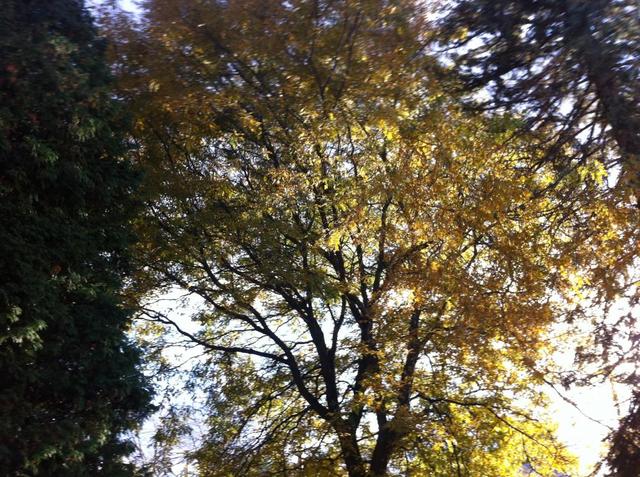 trees_002.thumb.JPG.00f8768cb95d8ee3cf13